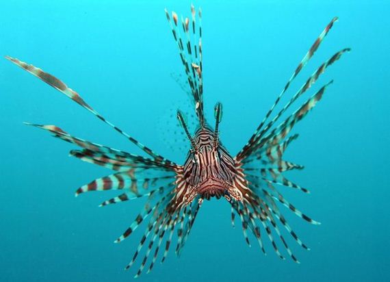 beautiful_animal_pictures_collection