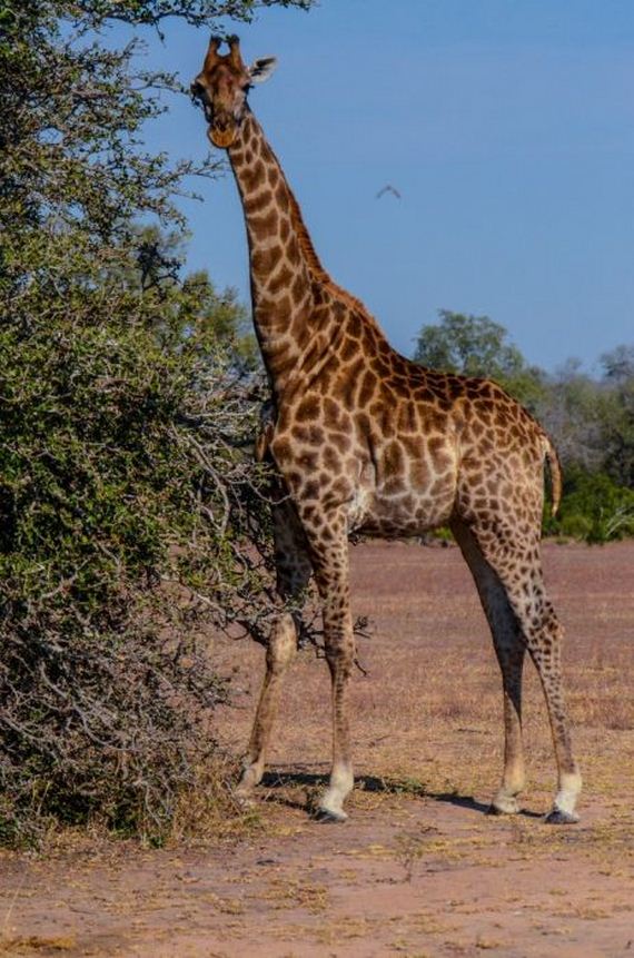 beautiful_animal_pictures_collection