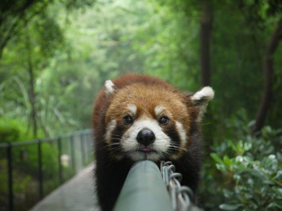 beautiful_animal_pictures_collection
