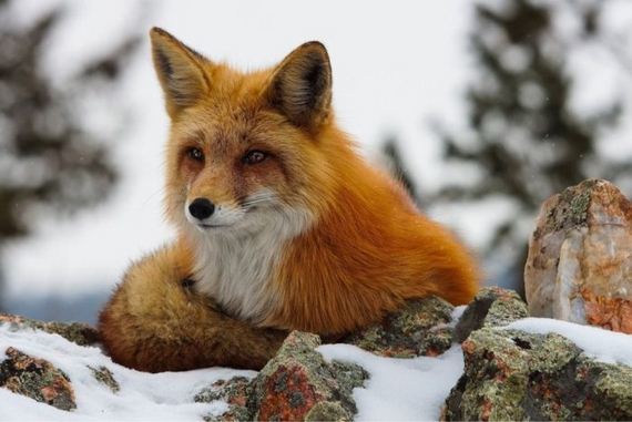 beautiful_animal_pictures_collection