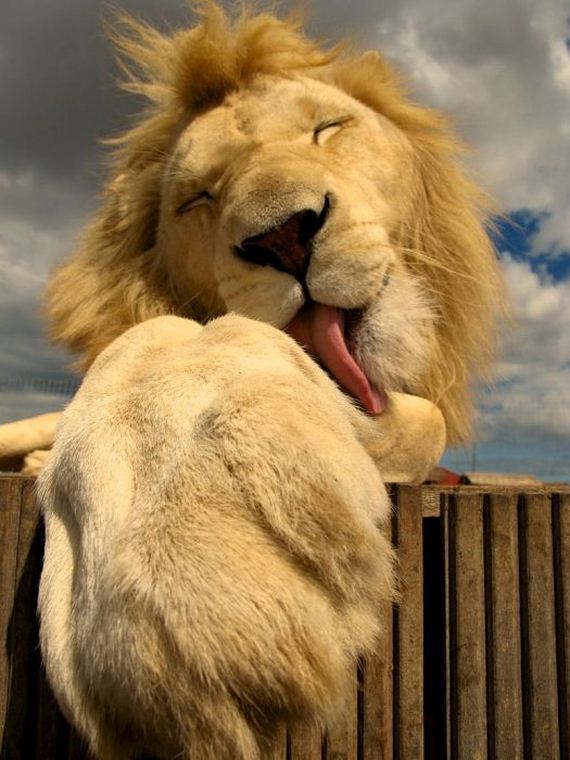 beautiful_animal_pictures_collection