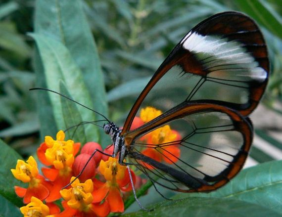 beautiful_animal_pictures_collection
