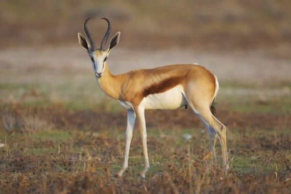 beautiful_animal_pictures_collection