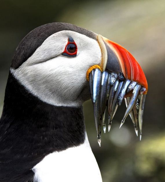 beautiful_animal_pictures_collection