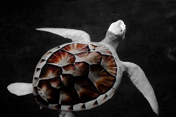 beautiful_animal_pictures_collection