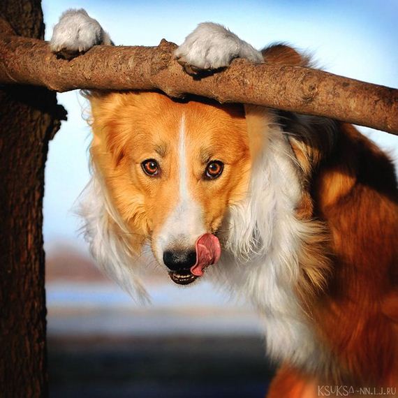 beautiful_animal_pictures_collection