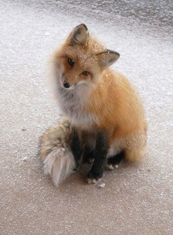 beautiful_animal_pictures_collection