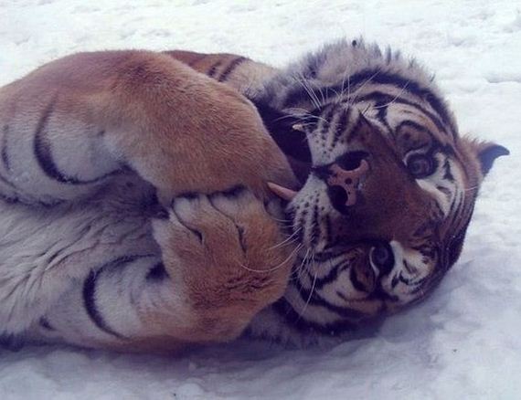 beautiful_animal_pictures_collection