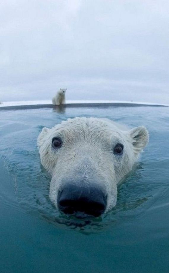 beautiful_animal_pictures_collection