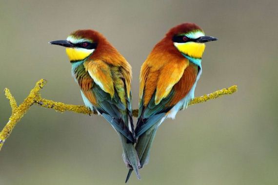 beautiful_animal_pictures_collection