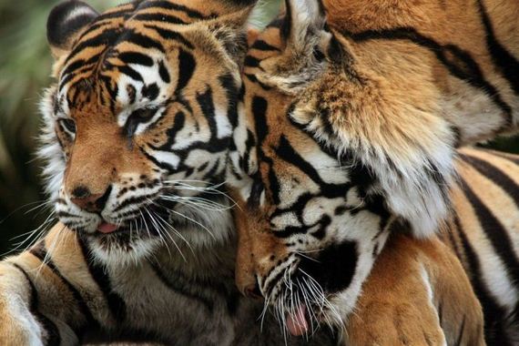 beautiful_animal_pictures_collection