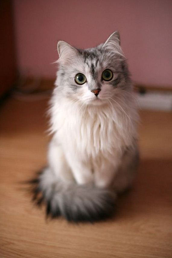 beautiful_animal_pictures_collection