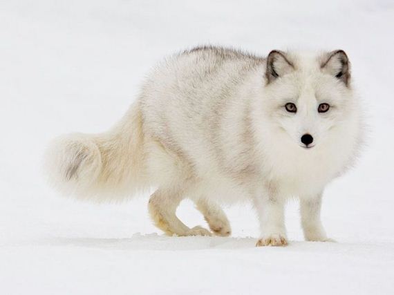 beautiful_animal_pictures_collection