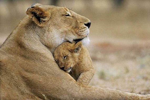beautiful_animal_pictures_collection