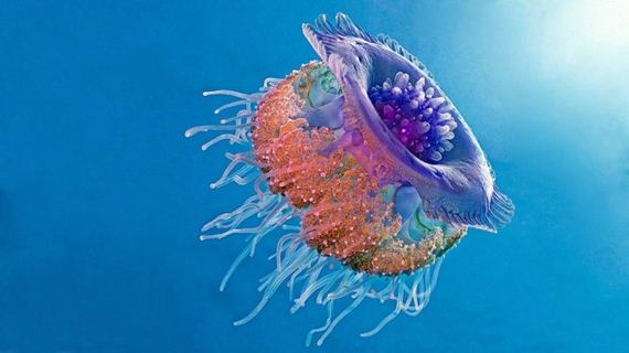 beautiful_animal_pictures_collection
