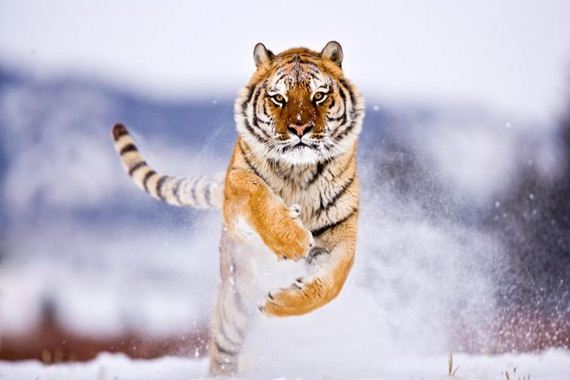 beautiful_animal_pictures_collection