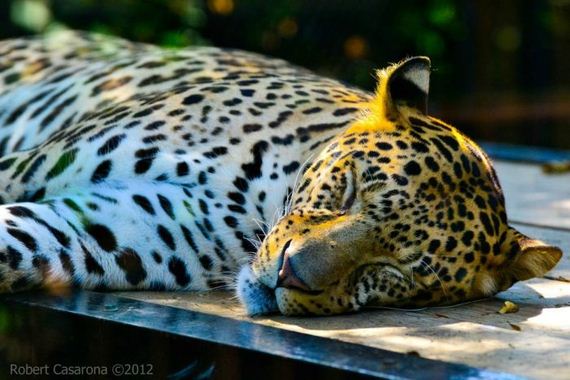 beautiful_animal_pictures_collection