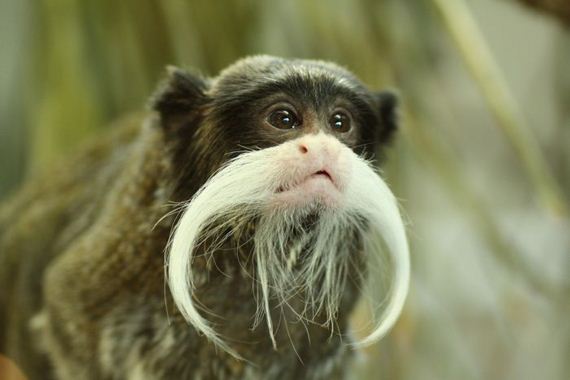 beautiful_animal_pictures_collection