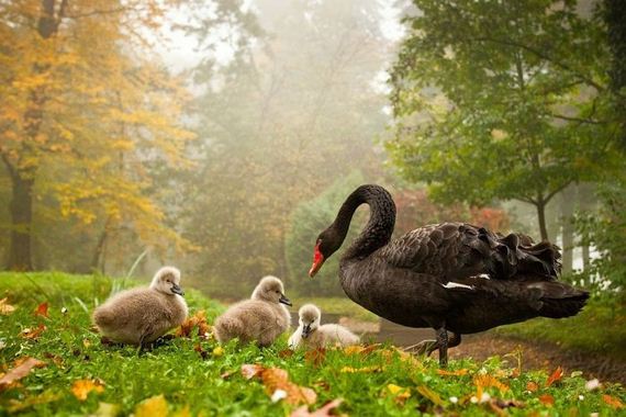 beautiful_animal_pictures_collection