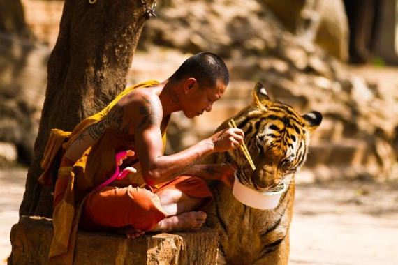 beautiful_animal_pictures_collection