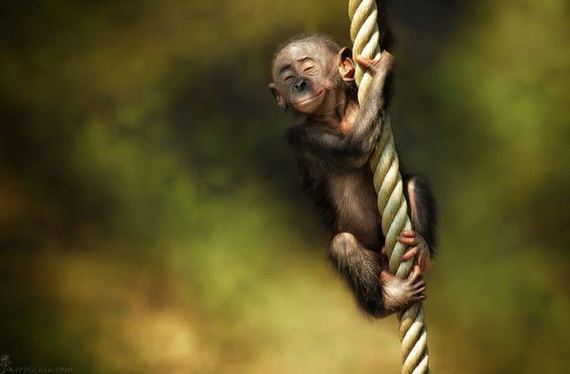 beautiful_animal_pictures_collection