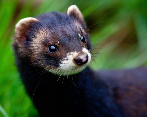 beautiful_animal_pictures_collection