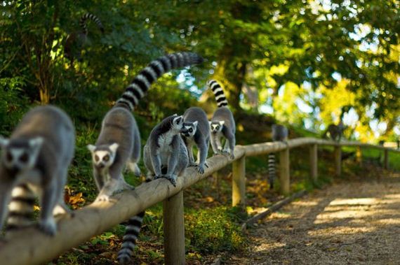 beautiful_animal_pictures_collection