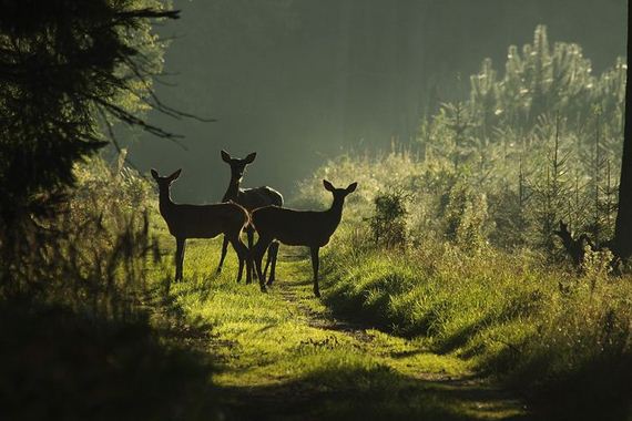 beautiful_animal_pictures_collection