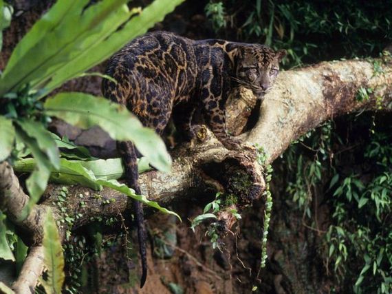 beautiful_animal_pictures_collection
