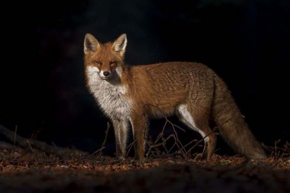 beautiful_animal_pictures_collection