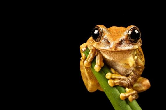 beautiful_animal_pictures_collection