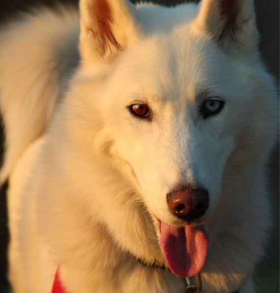 beautiful_animal_pictures_collection
