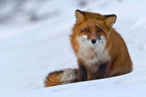 beautiful_animal_pictures_collection