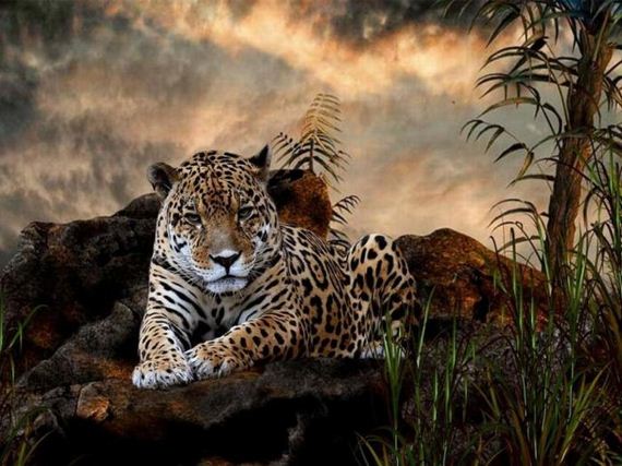 beautiful_animal_pictures_collection