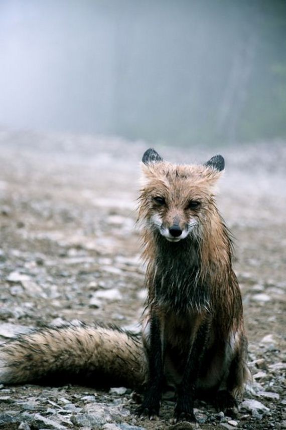 beautiful_animal_pictures_collection