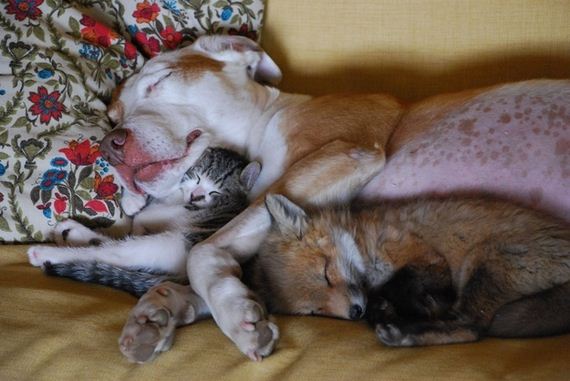 best-animal-cuddlers