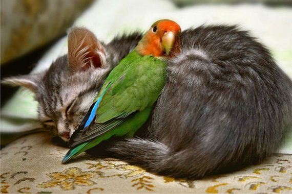best-animal-cuddlers