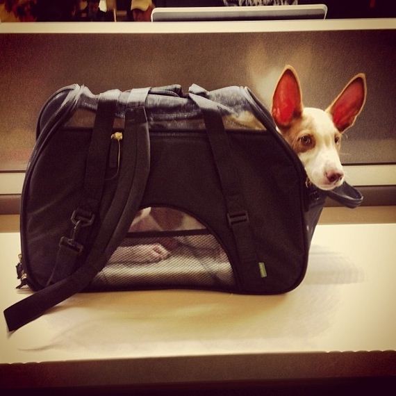 best-dogs-bags