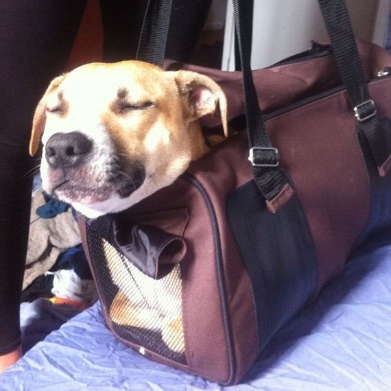 best-dogs-bags