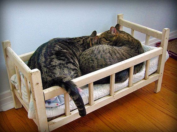 best-things-about-cat-bedtime