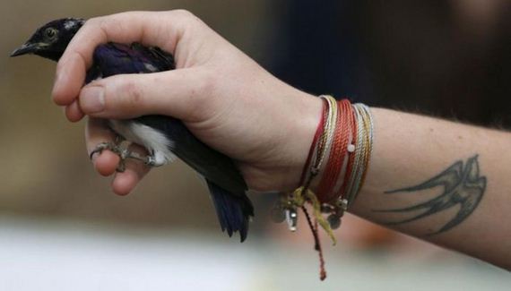 birds_01