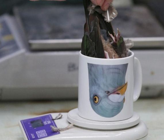 birds_01