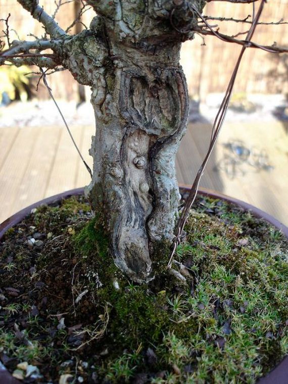 bonsai_baggins_hobbit_home