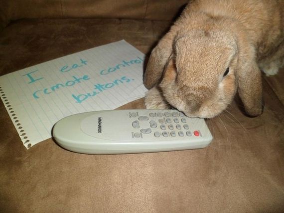 bunny_shaming
