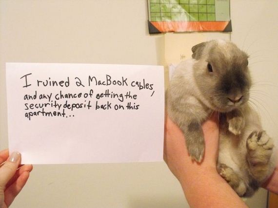 bunny_shaming