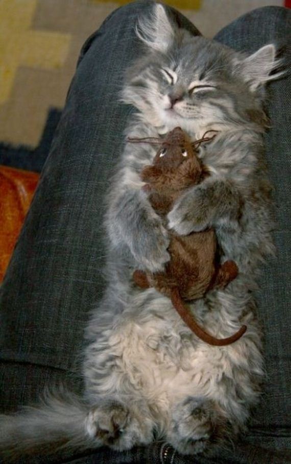 cats_snuggling