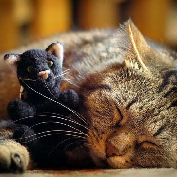 cats_snuggling