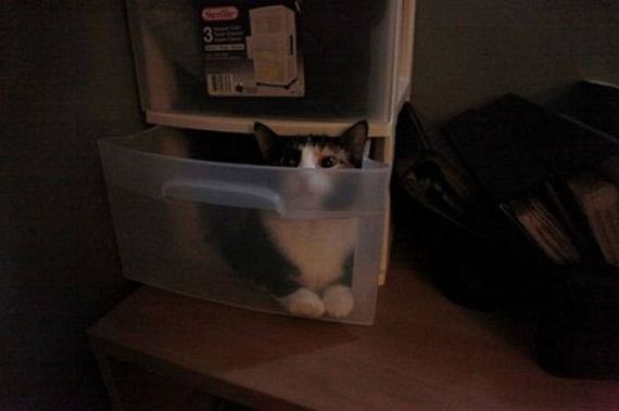 cats_who_are_awful_at_hide_and_seek