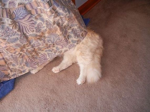 cats_who_are_awful_at_hide_and_seek