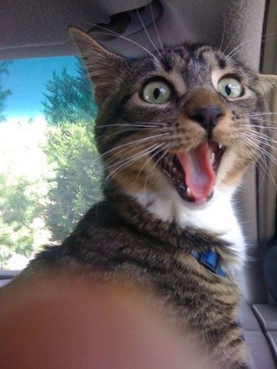 cats_who_are_so_excited_to_see_you